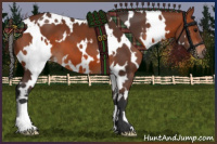 Horse Color:White Spotted Bay 