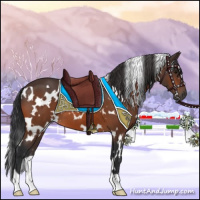 Horse Color:White Spotted Bay 