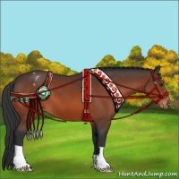 Horse Color:Brown Appaloosa 