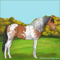 Horse Color:Bay Tobiano 