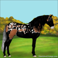 Horse Color:Bay Splash Tobiano 