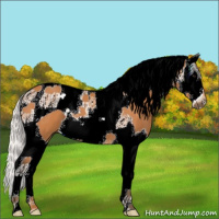 Horse Color:Silver Bay Splash Tobiano 