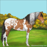 Horse Color:White Spotted Bay Tobiano Appaloosa 