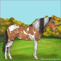 Horse Color:White Spotted Bay Tobiano Varnish 
