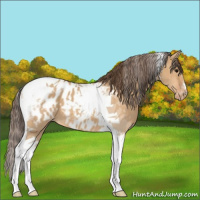 Horse Color:Bay Dun Tobiano Blanket 