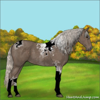 Horse Color:Silver Black Tobiano