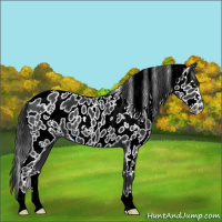 Horse Color:White Spotted Black Appaloosa 