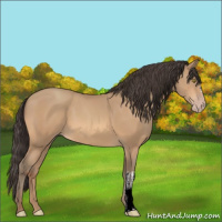 Horse Color:Amber Champagne 