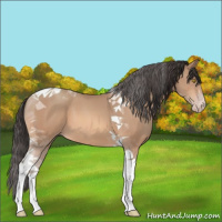 Horse Color:Amber Champagne Tobiano