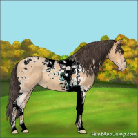 Horse Color:Amber Champagne Tobiano 