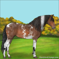 Horse Color:Bay Tobiano Rabicano 