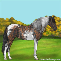 Horse Color:Bay Tobiano Rabicano  and Black Tobiano 