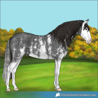Horse Color:Liver Chestnut Sabino Splash