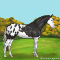 Horse Color:Liver Chestnut Splash Appaloosa 