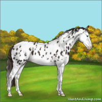 Horse Color:White Spotted Liver Chestnut Sabino Splash Appaloosa 