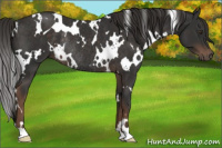 Horse Color:White Spotted Liver Chestnut Rabicano 