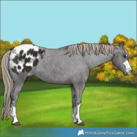 Horse Color:Liver Chestnut Blanket 