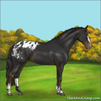 Horse Color:Liver Chestnut Sabino Appaloosa 