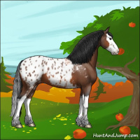 Horse Color:White Spotted Bay Splash Appaloosa 