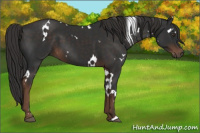 Horse Color:White Spotted Liver Chestnut 