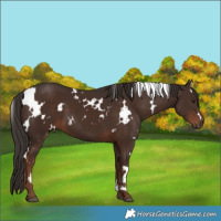 Horse Color:White Spotted Liver Chestnut 