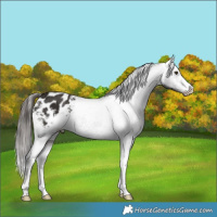 Horse Color:Liver Chestnut Appaloosa