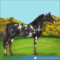 Horse Color:White Spotted Liver Chestnut 