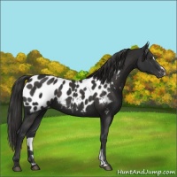 Horse Color:Liver Chestnut Sabino Appaloosa 