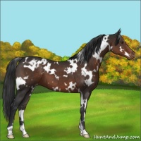 Horse Color:White Spotted Liver Chestnut Varnish