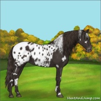 Horse Color:White Spotted Liver Chestnut Appaloosa 