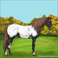 Horse Color:White Spotted Liver Chestnut Sabino Appaloosa 