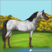 Horse Color:Liver Red Roan 
