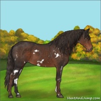Horse Color:White Spotted Liver Chestnut 