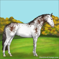 Horse Color:White Spotted Liver Chestnut Appaloosa 