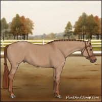 Horse Color:Red Dun Brindle 
