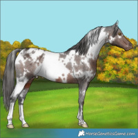 Horse Color:White Spotted Liver Chestnut Varnish 