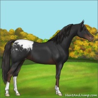 Horse Color:Liver Chestnut Appaloosa 