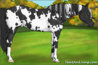 Horse Color:White Spotted Liver Chestnut 