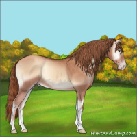 Horse Color:Gold Champagne Onyx