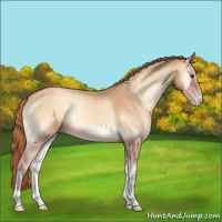 Horse Color:Gold Champagne Onyx 