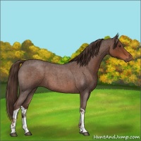 Horse Color:Liver Red Roan Tobiano