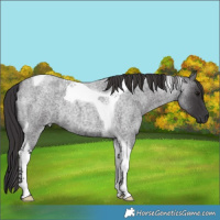 Horse Color:Smoky Blue Roan Tobiano 