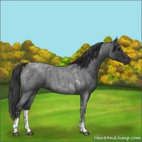 Horse Color:Blue Roan Tobiano 