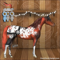 Horse Color:Brown Appaloosa 