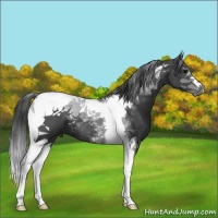 Horse Color:Black Tobiano 