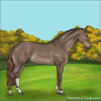 Horse Color:Liver Red Dun 