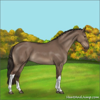Horse Color:Liver Red Dun 