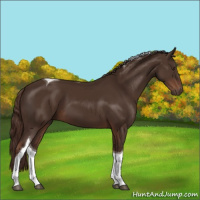 Horse Color:Liver Chestnut Tobiano 
