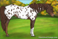 Horse Color:Liver Chestnut Appaloosa 