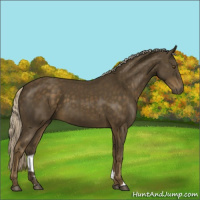 Horse Color:Chocolate Palomino 